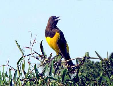 CANARIO DE LA SIERRA (Pseudoleistes guirahuro)  - Parque Lineal-Bella Union-ARTIGAS (Febrero 2009)
